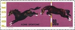 Steeplechasers (Equus ferus caballus)