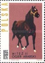 Arab Stallion "Witez II" (Equus ferus caballus)