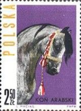 Head of Arab Horse (Equus ferus caballus)