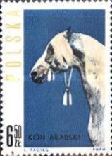 Head of Arab Horse (Equus ferus caballus)