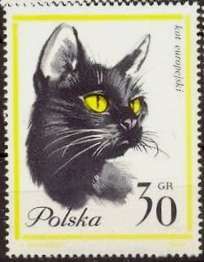 European Shorthair Cat (Felis silvestris catus)