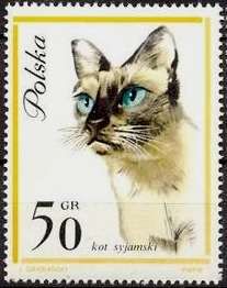 Siamese Cat (Felis silvestris catus)
