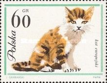 Domestic Cat (Felis silvestris catus)