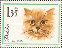 Persian Cat (Felis silvestris catus)