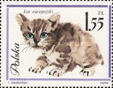 Domestic Cat (Felis silvestris catus)