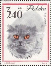 Persian Cat (Felis silvestris catus)