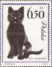 Domestic Cat (Felis silvestris catus)