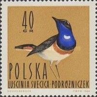 White-spotted Bluethroat (Luscinia svecica cyanecula)
