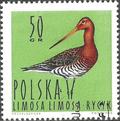 Black-tailed Godwit (Limosa limosa)