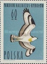 Osprey (Pandion haliaetus)