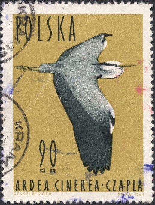 Grey Heron (Ardea cinerea)