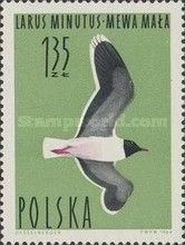 Little Gull (Larus minutus)
