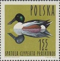 Northern Shoveler (Spatula clypeata)