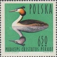 Great Crested Grebe (Podiceps cristatus)