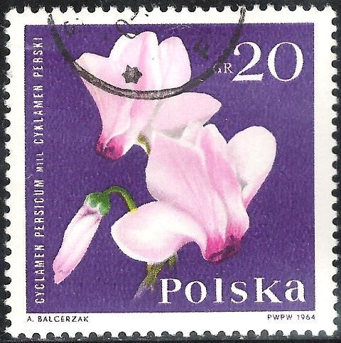 Persian Cyclamen (Cyclamen persicum)