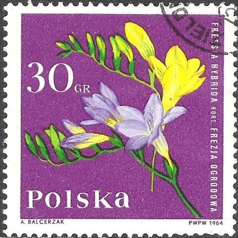 Freesia (Freesia hybrida)