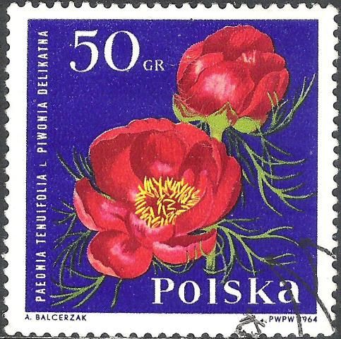 Fernleaf Peony (Paeonia tenuifolia)