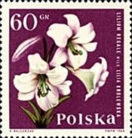 Royal Lily (Lilium regale)