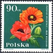 Oriental Poppy (Papaver orientale)