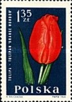 Tulip (Orange Wonder) (Tulipa)