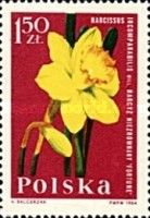Narcissus (Narcissus incomparabilis)