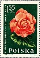 Tuberous Begonia (Begonia tuberhybrida)