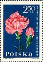 Carnation (Dianthus caryophyllus)