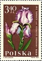 Bearded Iris (Iris barbata)