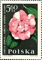 Japanese Camellia (Camellia japonica)