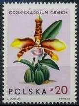 Odontoglossum grande