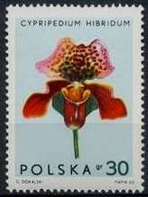 Cypripedium hibridum