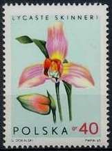 Lycaste skinneri