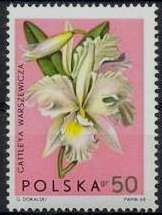 Cattleya warszewicza
