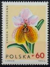Vanda sanderiana