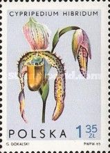 Lady's Slipper Orchid (Cypripedium hibridum)