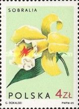 Sobralia