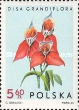 Disa grandiflora