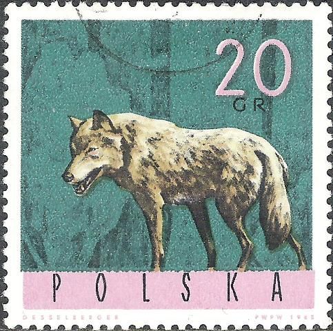 Wolf (Canis lupus)