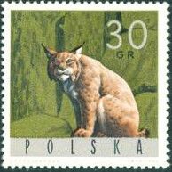 Eurasian Lynx (Lynx lynx)