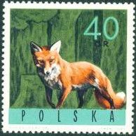 Red Fox (Vulpes vulpes)