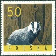 European Badger (Meles meles)