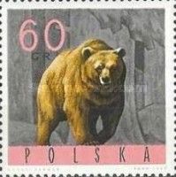 Brown Bear (Ursus arctos)
