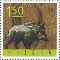 Wild Boar (Sus scrofa)