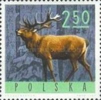 Red Deer (Cervus elaphus)
