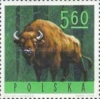 European Bison (Bos bonasus)