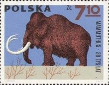 Mammoth (Mammuthus sp.)