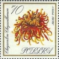 Chrysanthemum