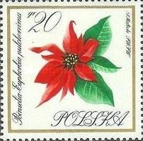 Poinsettia (Euphorbia pulcherrima)