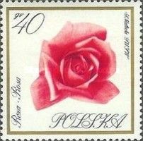 Rose (Rosa)