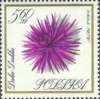 Dahlia